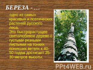 …одно из самых красивых и поэтических растений русского леса. Это быстрорастущее