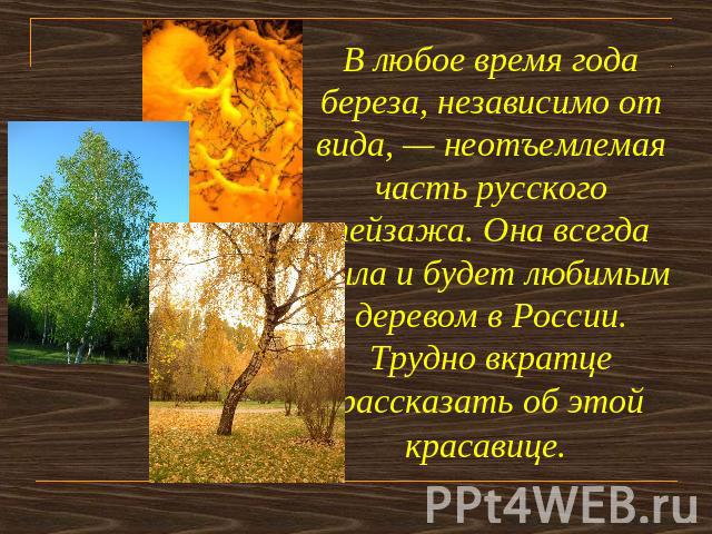 В любое время года береза, независимо от вида, — неотъемлемая часть русского пейзажа. Она всегда была и будет любимым деревом в России.Трудно вкратце рассказать об этой красавице.