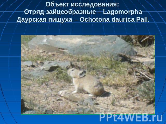 Объект исследования: Отряд зайцеобразные – LagomorphaДаурская пищуха – Ochotona daurica Pall.