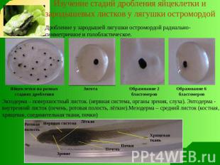 Изучение стадий дробления яйцеклетки и зародышевых листков у лягушки остромордой