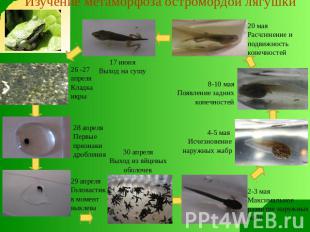 Изучение метаморфоза остромордой лягушки