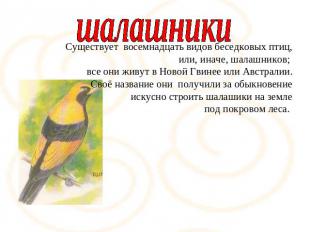шалашникиСуществует восемнадцать видов беседковых птиц, или, иначе, шалашников;
