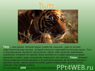 Тигр — вид хищных млекопитающих семейства кошачьих , один из четырёх представите