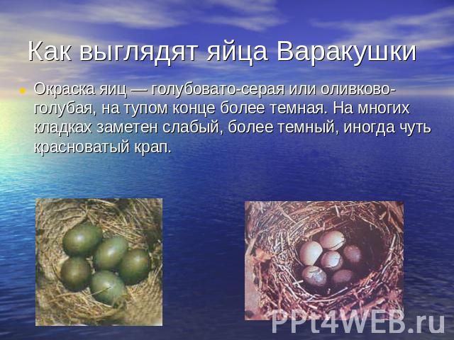 Окраска яиц — голубовато-серая или оливково-голубая, на тупом конце более темная. На многих кладках заметен слабый, более темный, иногда чуть красноватый крап.