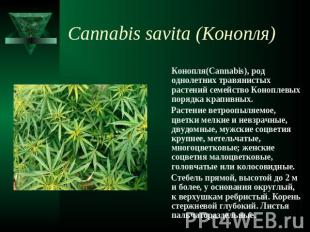 Cannabis savita (Конопля) Конопля(Cannabis), род однолетних травянистых растений
