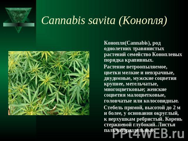 Cannabis savita (Конопля) Конопля(Cannabis), род однолетних травянистых растений семейство Коноплевых порядка крапивных. Растение ветроопыляемое, цветки мелкие и невзрачные, двудомные, мужские соцветия крупнее, метельчатые, многоцветковые; женские с…