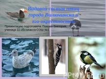 Видовой состав птиц города Вилючинска и его окрестностей