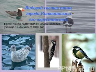 Видовой состав птиц города Вилючинска и его окрестностейПрезентацию подготовила: