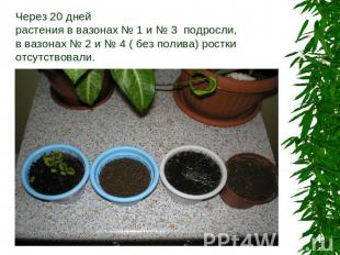 Через 20 дней растения в вазонах № 1 и № 3 подросли,в вазонах № 2 и № 4 ( без по