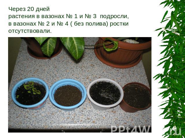 Через 20 дней растения в вазонах № 1 и № 3 подросли,в вазонах № 2 и № 4 ( без полива) ростки отсутствовали.