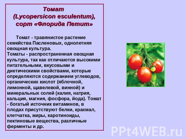 Томат (Lycopersicon esculentum), сорт «Флорида Петит» Томат - травянистое растение семейства Пасленовых, однолетняя овощная культура.Томаты - распространенная овощная культура, так как отличаются высокими питательными, вкусовыми и диетическими свойс…