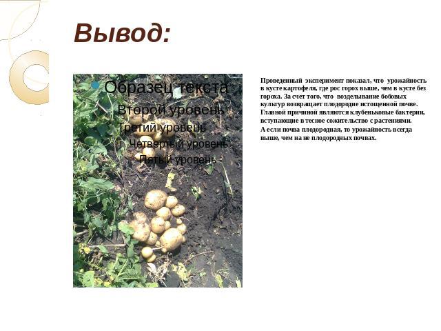 Вывод:Проведенный эксперимент показал, что урожайность в кусте картофеля, где рос горох выше, чем в кусте без гороха. За счет того, что возделывание бобовых культур возвращает плодородие истощенной почве. Главной причиной являются клубеньковые бакте…