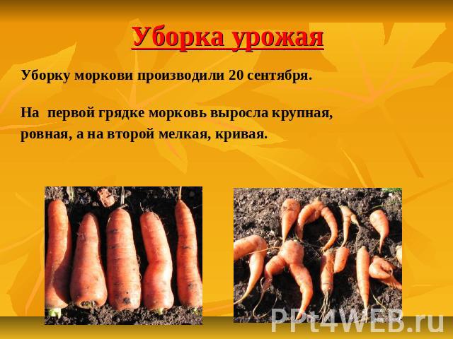 Уборка урожая Уборку моркови производили 20 сентября. На первой грядке морковь выросла крупная, ровная, а на второй мелкая, кривая.