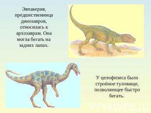 Эвпакерия, предшественница динозавров, относилась к архозаврам. Она могла бегать