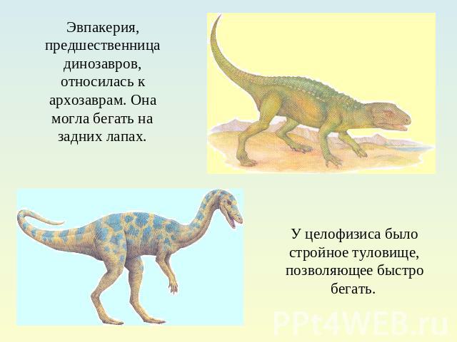 Эвпакерия, предшественница динозавров, относилась к архозаврам. Она могла бегать на задних лапах.У целофизиса было стройное туловище, позволяющее быстро бегать.