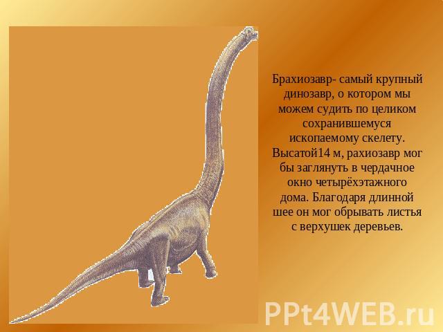 Брахиозавр- самый крупный динозавр, о котором мы можем судить по целикомсохранившемуся ископаемому скелету. Высатой14 м, рахиозавр мог бы заглянуть в чердачное окно четырёхэтажного дома. Благодаря длинной шее он мог обрывать листья с верхушек деревьев.