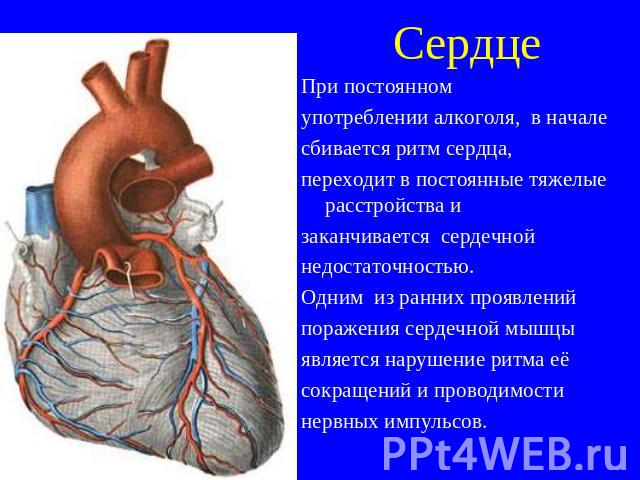 Сердце При постоянном употреблении алкоголя, в начале сбивается ритм сердца, переходит в постоянные тяжелые расстройства и заканчивается сердечной недостаточностью. Одним из ранних проявлений поражения сердечной мышцы является нарушение ритма её сок…