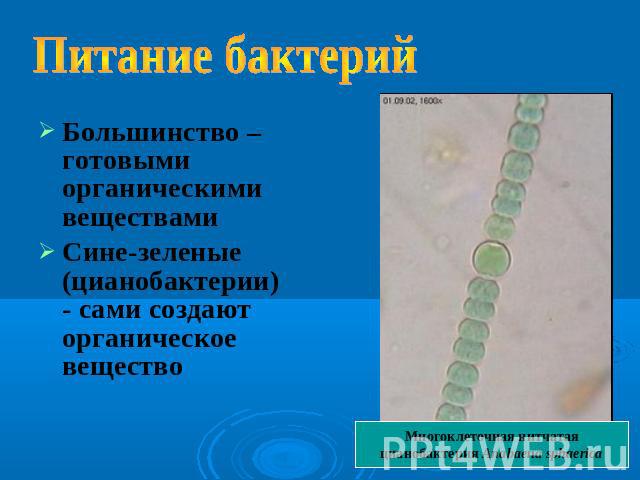 Питание бактерий Большинство – готовыми органическими веществами Сине-зеленые (цианобактерии) - сами создают органическое вещество Многоклеточная нитчатая цианобактерия Anabaena sphaerica