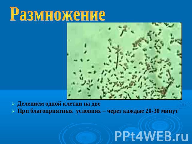 Размножение Делением одной клетки на две При благоприятных условиях – через каждые 20-30 минут