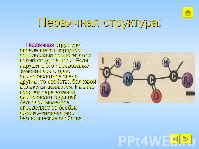 Первичная структура: Первичная структура определяется порядком чередования аминокислот в полипептидной цепи. Если нарушить это чередование, заменив всего одно аминокислотное звено другим, то свойства белковой молекулы меняются. Именно порядок чередо…