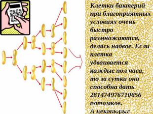 Клетки бактерий при благоприятных условиях очень быстро размножаются, делясь над