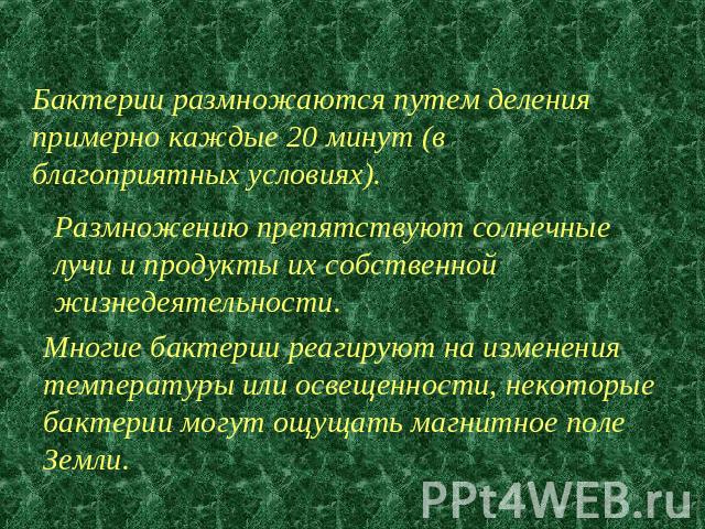 Бактерии размножаются путем деления примерно каждые 20 минут (в благоприятных условиях). Размножению препятствуют солнечные лучи и продукты их собственной жизнедеятельности. Многие бактерии реагируют на изменения температуры или освещенности, некото…