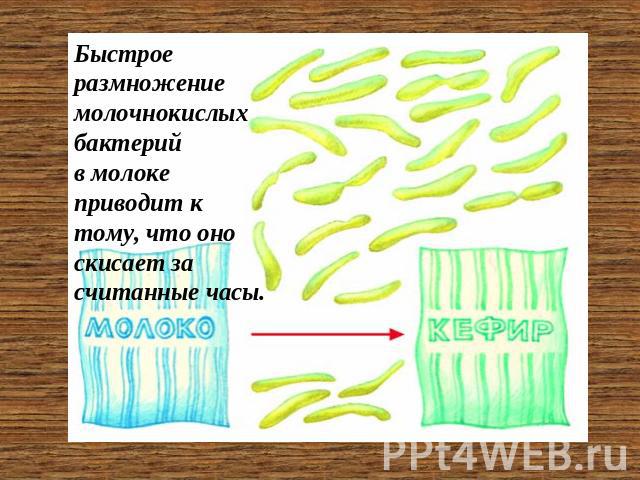 Быстрое размножение молочнокислых бактерий в молоке приводит к тому, что оно скисает за считанные часы.