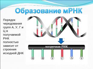 Образование мРНК Порядок чередования групп А, У, Г и Ц в получаемой РНК полность