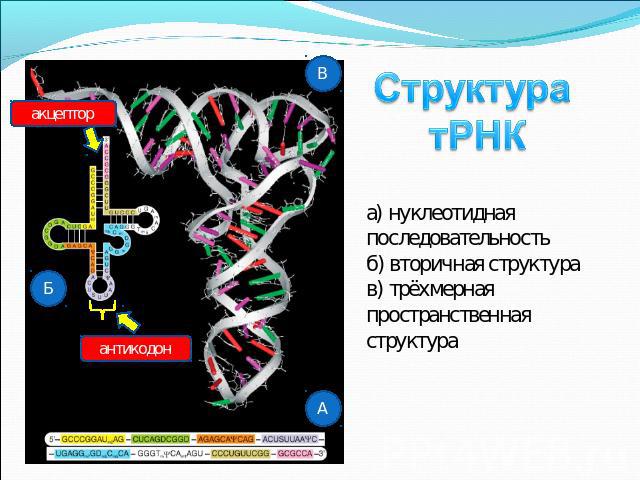 Структура тРНК а) нуклеотидная последовательность б) вторичная структура в) трёхмерная пространственная структура