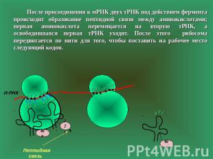После присоединения к мРНК двух тРНК под действием фермента происходит образован
