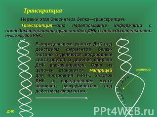 Транскрипция Первый этап биосинтеза белка—транскрипция. Транскрипция—это перепис