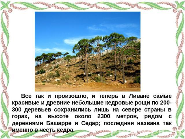 Все так и произошло, и теперь в Ливане самые красивые и древние небольшие кедровые рощи по 200-300 деревьев сохранились лишь на севере страны в горах, на высоте около 2300 метров, рядом с деревнями Башарре и Седар; последняя названа так именно в чес…