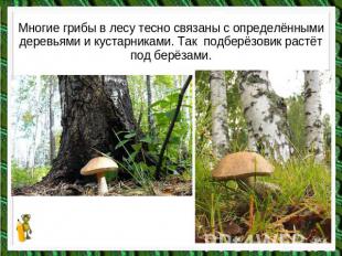 Многие грибы в лесу тесно связаны с определёнными деревьями и кустарниками. Так