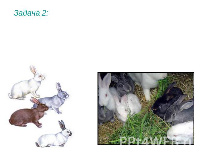 Задача 2: При скрещивании между собой серого и белого кролика половина потомства оказалась белой, ¼ – черной, ¼– серой. Определить генотипы родителей и потомства.