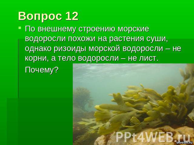 Вопрос 12 По внешнему строению морские водоросли похожи на растения суши, однако ризоиды морской водоросли – не корни, а тело водоросли – не лист. Почему?