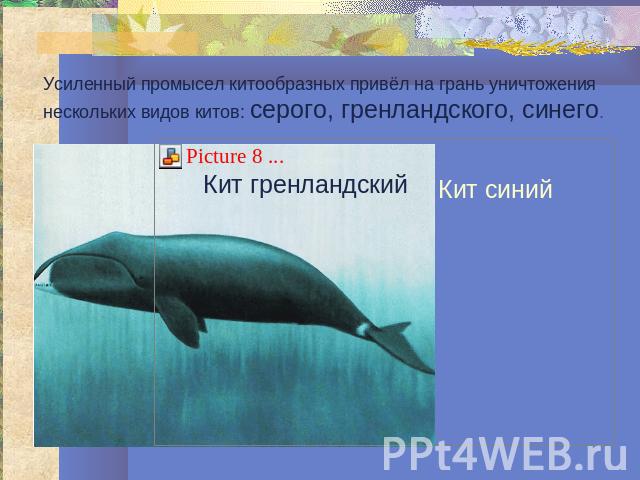 Усиленный промысел китообразных привёл на грань уничтожения нескольких видов китов: серого, гренландского, синего.