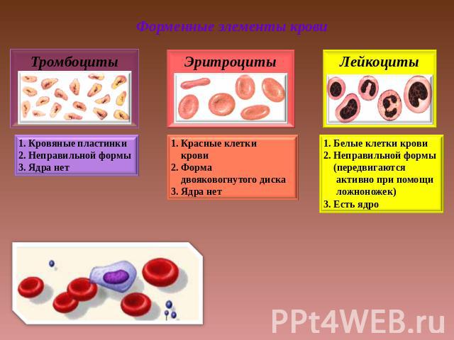 Форменные элементы крови Тромбоциты . Кровяные пластинки 2. Неправильной формы 3. Ядра нет Эритроциты 1. Красные клетки крови 2. Форма двояковогнутого диска 3. Ядра нет Лейкоциты 1. Белые клетки крови 2. Неправильной формы (передвигаются активно при…