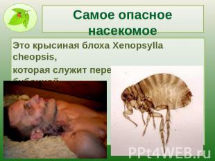 Самое опасное насекомое Это крысиная блоха Xenopsylla cheopsis, которая служит п