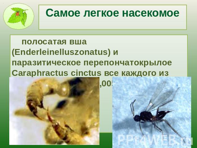 Самое легкое насекомое полосатая вша (Enderleinelluszonatus) и паразитическое перепончатокрылое Caraphractus cinctus все каждого из них составляет по 0,005 миллиграмм.