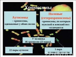 Хромосомы Аутосомы – хромосомы, одинаковые у обоих полов Половые (гетерохромосом