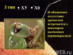 3 тип (0 обозначает отсутствие хромосом) встречается у некоторых насекомых (прям