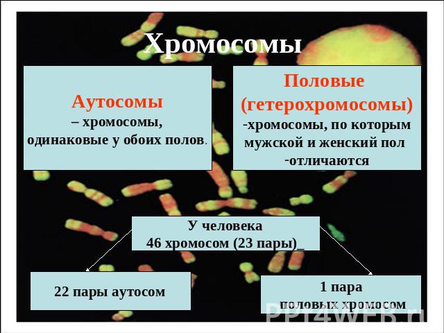 Хромосомы Аутосомы – хромосомы, одинаковые у обоих полов Половые (гетерохромосомы) хромосомы, по которым мужской и женский пол отличаются У человека 46 хромосом (23 пары)_ 22 пары аутосом 1 пара половых хромосом