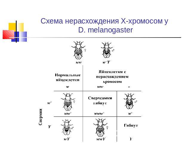 Схема нерасхождения Х-хромосом у D. melanogaster