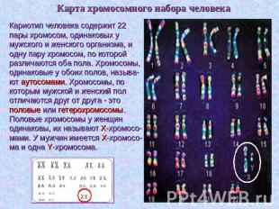 Карта хромосомного набора человека Кариотип человека содержит 22 пары хромосом,