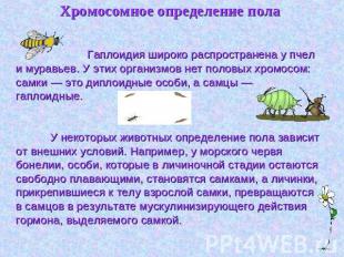 Хромосомное определение пола Гаплоидия широко распространена у пчел и муравьев.