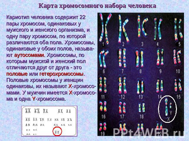 Карта хромосомного набора человека Кариотип человека содержит 22 пары хромосом, одинаковых у мужского и женского организма, и одну пару хромосом, по которой различаются оба пола. Хромосомы, одинаковые у обоих полов, называ-ют аутосомами. Хромосомы, …