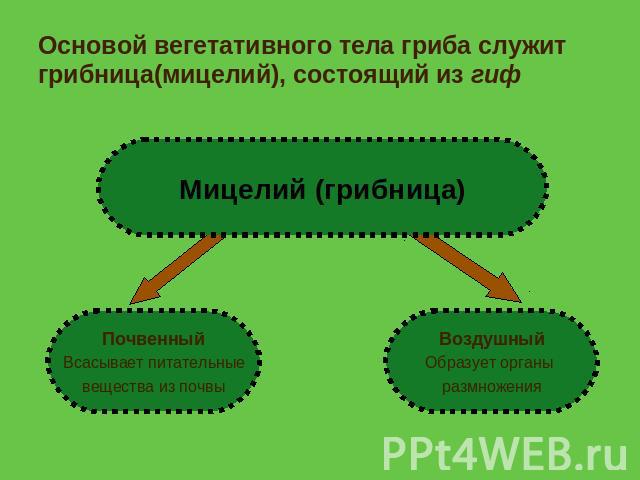 Основой вегетативного тела гриба служит грибница(мицелий), состоящий из гиф Мицелий (грибница) Почвенный Всасывает питательные вещества из почвы Воздушный Образует органы размножения