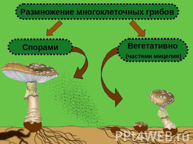 Размножение многоклеточных грибов Спорами Вегетативно (частями мицелия)