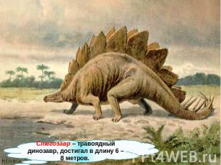 Стегозавр – травоядный динозавр, достигал в длину 6 – 8 метров.