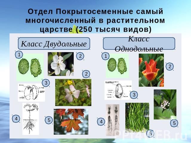 Отдел Покрытосеменные самый многочисленный в растительном царстве (250 тысяч видов)